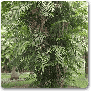 Cluster Palm - Plant