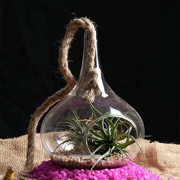 Coastline - Air Plant