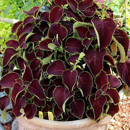 Coleus (Green Maroon) - Plant