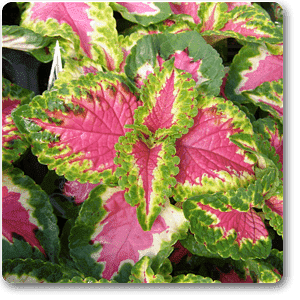 Coleus (Green Pink) - Plant