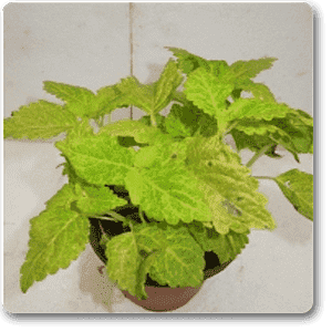 Coleus (Green) - Plant