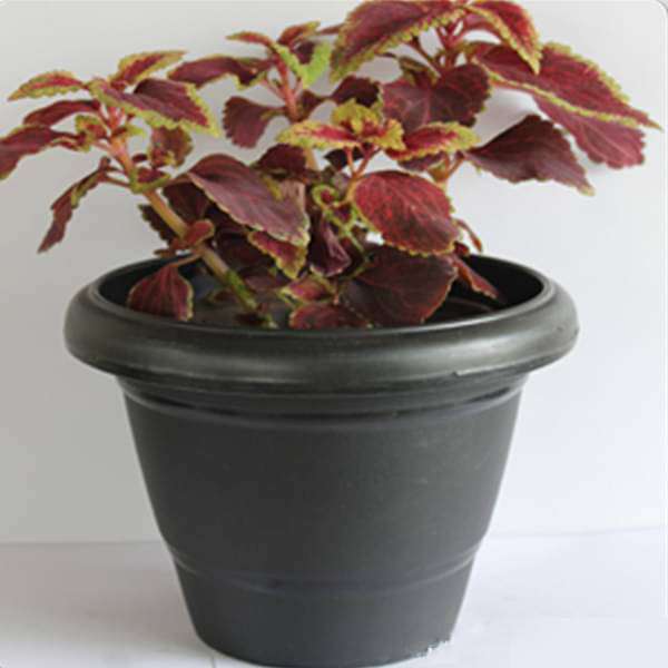 Coleus (Maroon Green) - Plant