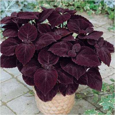 Coleus (Maroon) - Plant