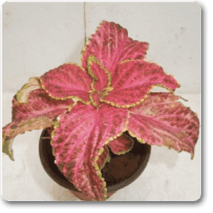 Coleus (Pink) - Plant