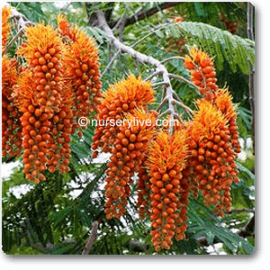 Colvillea Racemosa - Plant