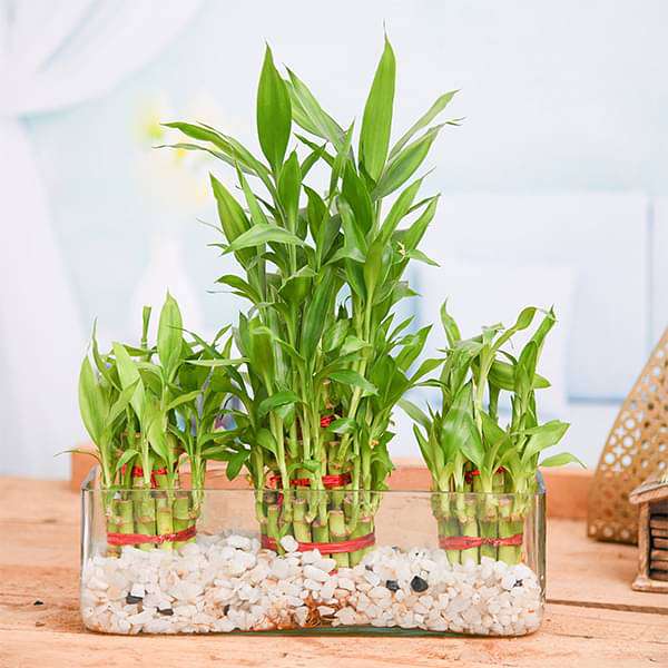 Combo of 2 Layer and 3 Layer Lucky Bamboo Plants in a Glass Vase with Pebbles