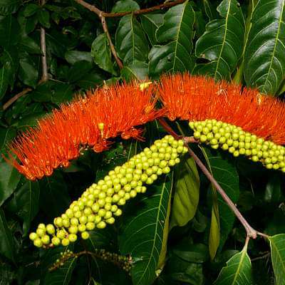 Combretum Fruticosum, Fire Flower - Plant