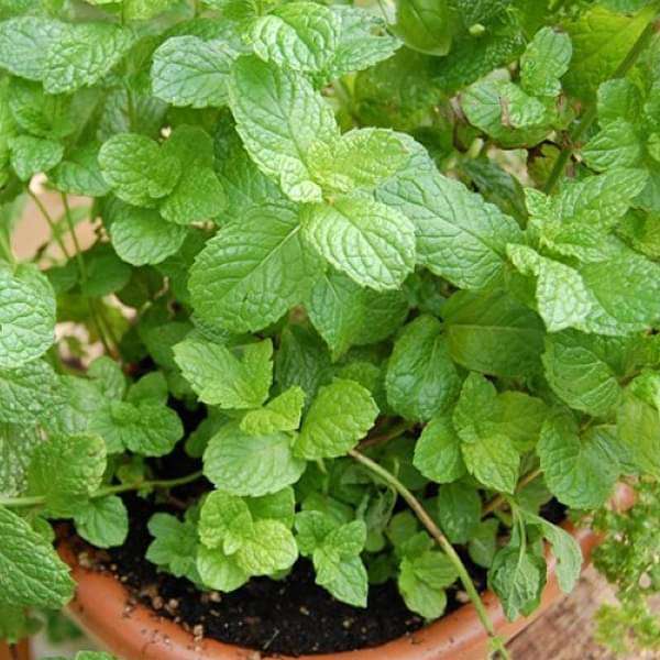 Common Mint Plant, Pudina - Plant