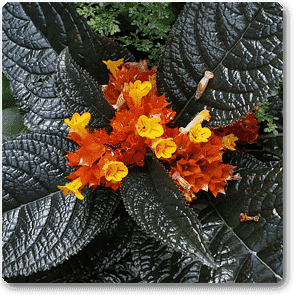 Copper Leaf, Pulchella - Plant