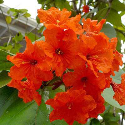 Cordia sebestena, Lal Lasora - Plant