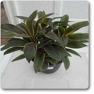 Cordiline Dracaena - Plant