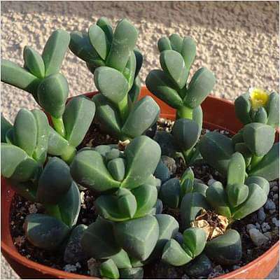 Corpuscularia lehmannii - Succulent Plant