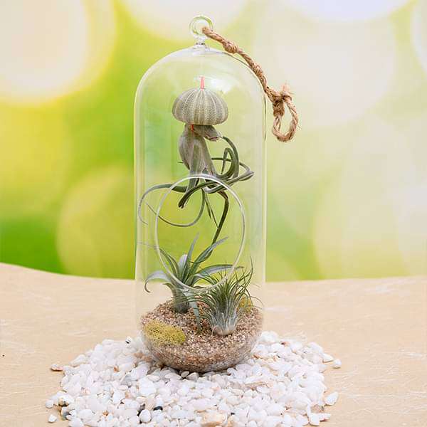 Cousteau - Air Plant