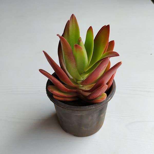 Crassula Campfire - Succulent Plant