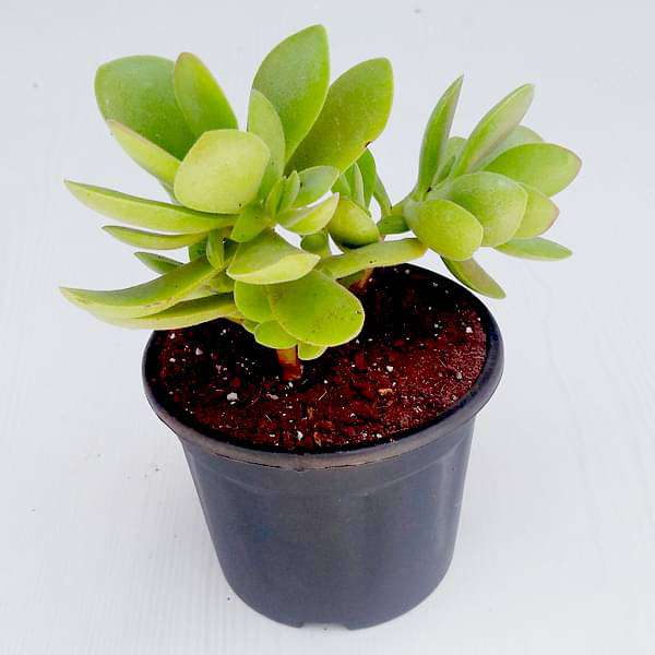 Crassula cultrata - Succulent Plant