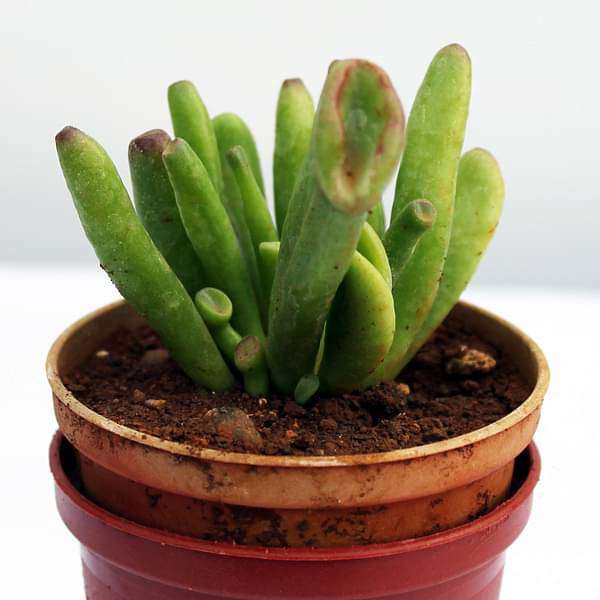 Crassula Hobbit - Succulent Plant