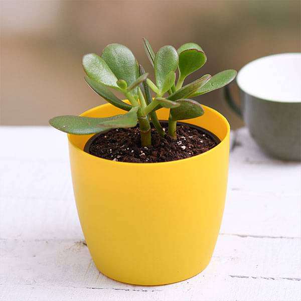 Crassula ovata, Jade Plant (Big leaf) - Succulent Plant