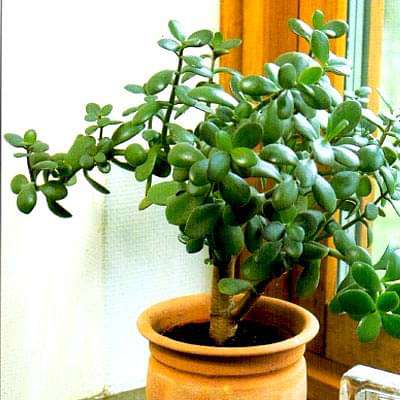 Crassula ovata, Jade plant (Small leaf)- Succulent Plant
