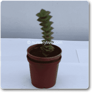Crassula perforata - Succulent Plant