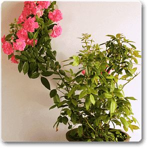 Creeper Rose - Plant