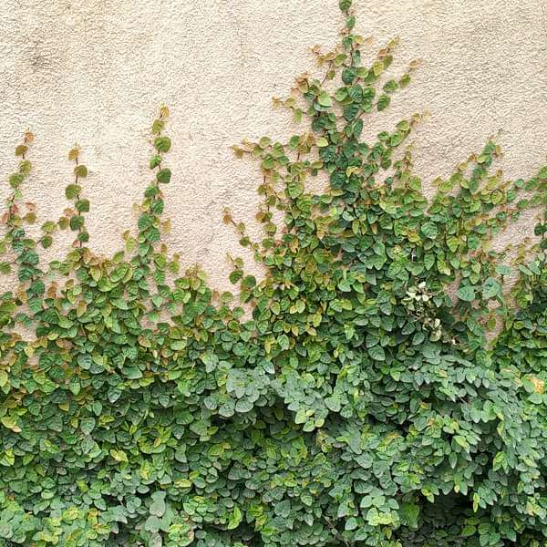 Creeping fig Plant, Ficus pumila - Plant