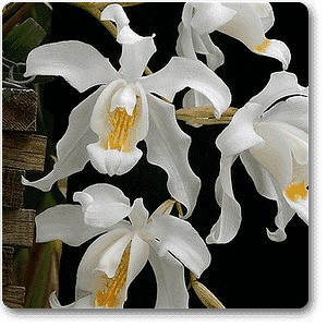 Crested Coelogyne - Plant