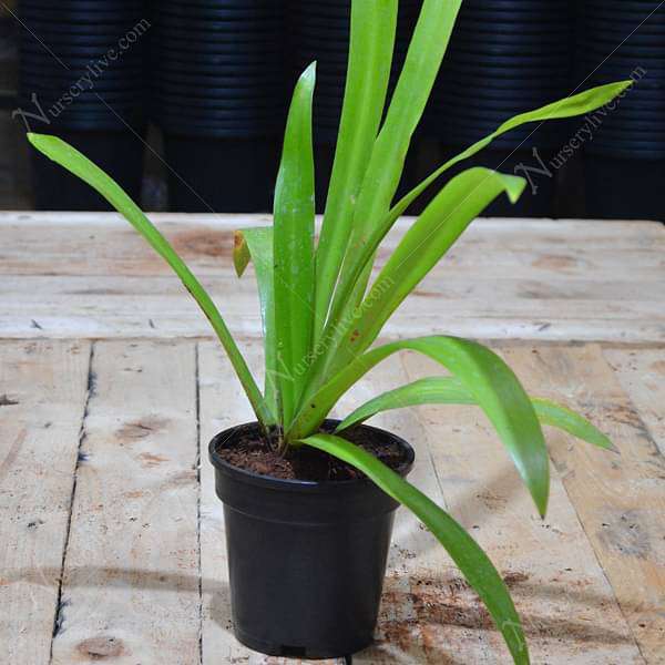 Crinum Lily, Spider Lilly (White) - Plant