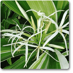 Crinum Lily Variegated - Plant