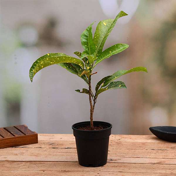 Croton Plant, Codiaeum variegatum (Gold Dust, Big Leaves)- Plant
