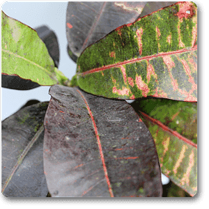 Croton Plant, Codiaeum variegatum (Maroon) - Plant