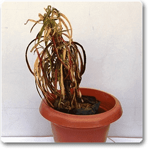 Croton Plant, Codiaeum variegatum (Zanzibar) - Plant