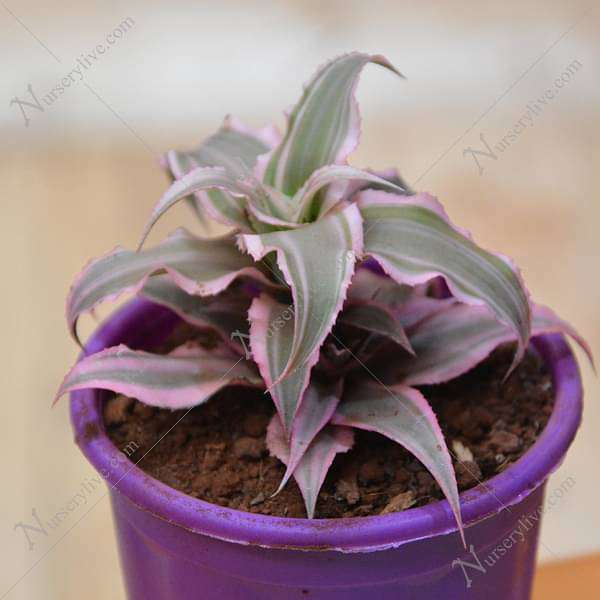 Cryptanthus Bivittatus - Plant