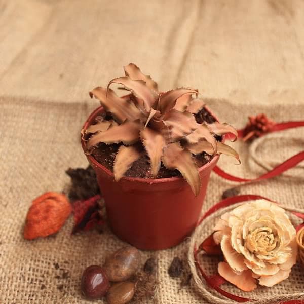 Cryptanthus Bromelioides - Plant