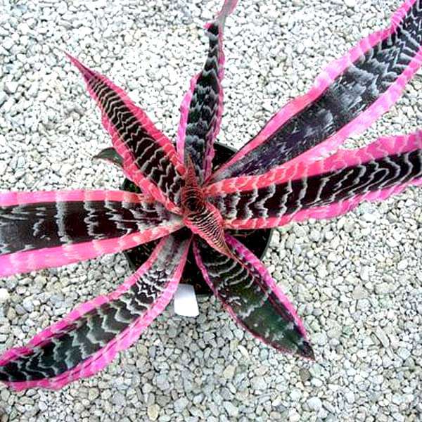Cryptanthus (Elaine) Earth Star, Starfish - Plant