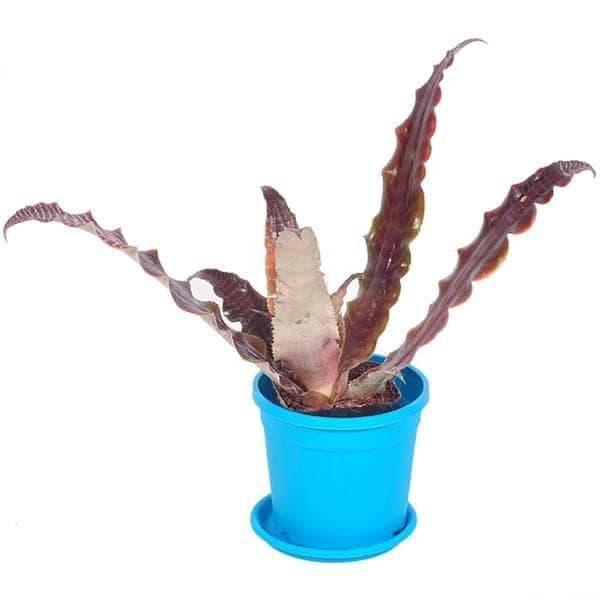 Cryptanthus tiger, Earthstar tiger lily- Plant