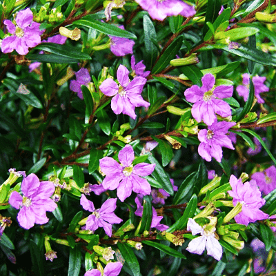 Cuphea Hyssopifolia ( Lavender) - Plant