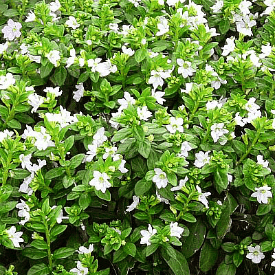 Cuphea Hyssopifolia (White) - Plant