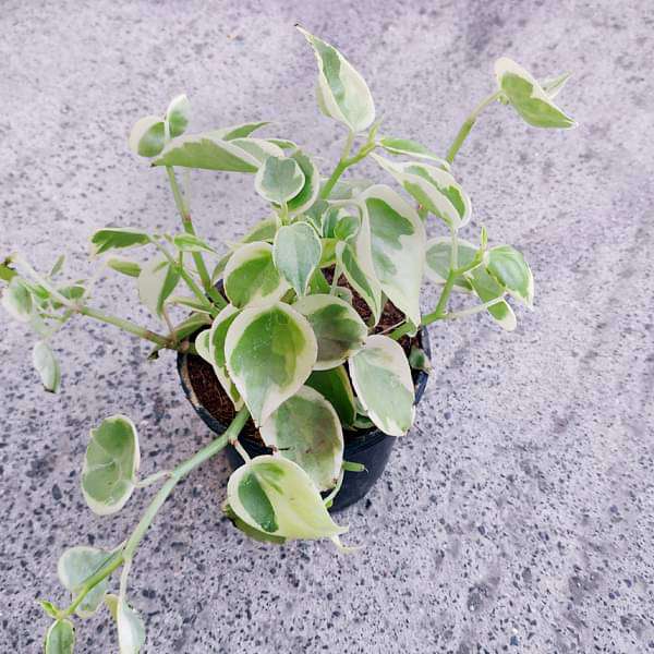 Cupid Peperomia, Peperomia scandens variegata - Succulent Plant