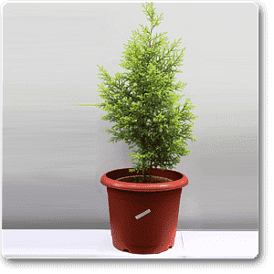 Cupressus Golden, Golden Monterey Cyprss - Plant