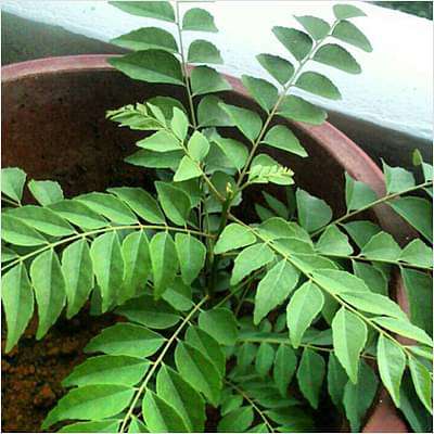 Curry Leaves, Kadi Patta, Murraya koenigii, Meetha Neem - Plant