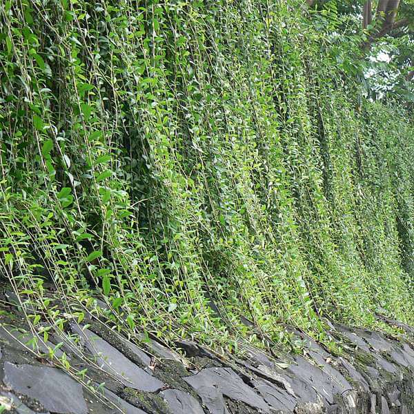 Curtain creeper, Vernonia creeper, Parda bel - Plant