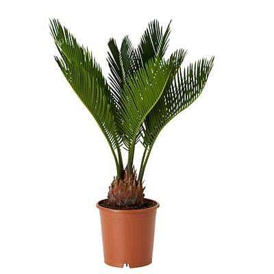 Cycas Plant, Sago Palm, Cycas revoluta - Plant