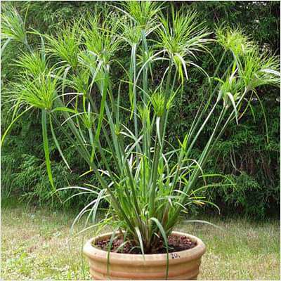 Cyperus Papyrus - Plant