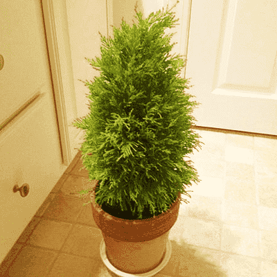 Cypress Green - Plant