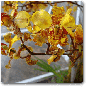 Cyrtopodium paranaense - Plant