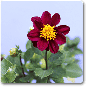 Dahlia (Dark Pink) - Plant