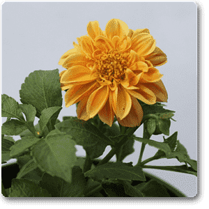 Dahlia (Orange) - Plant