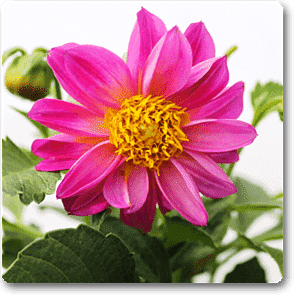 Dahlia (Pink) - Plant