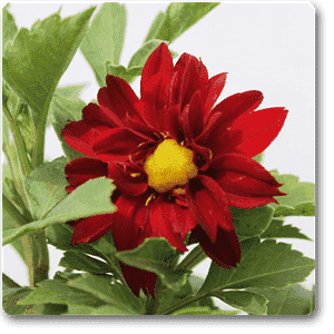 Dahlia (Red) - Plant