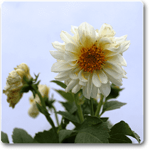 Dahlia (White) - Plant